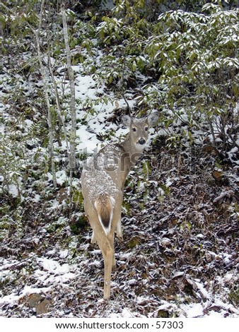 Last look back from deer at Twin Falls State Park, West Virginia.