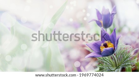 black pen shell purple flowers natural Focal