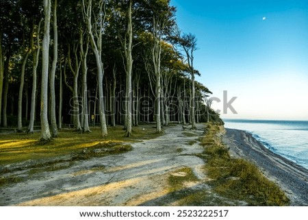 Similar – Foto Bild Gespensterwald in Nienhagen im Frühling mit Blick in die Baumkronen III