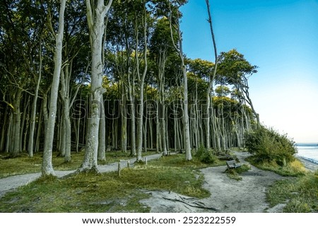 Similar – Foto Bild Gespensterwald in Nienhagen im Frühling mit Blick in die Baumkronen III