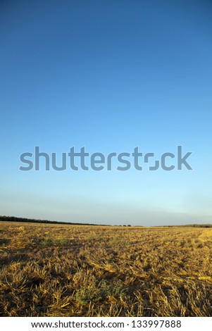 A harvested field vibrantly lit by late afternoon sun under clear sky.