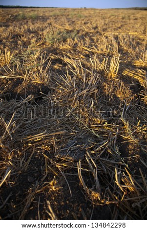 Close up very close to ground level of a harvested field vibrantly lit by late afternoon sun under clear sky.