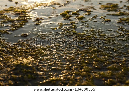 Wet beach rock covered with seaweed, back lit by late afternoon sun.