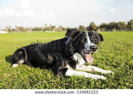 A border Collie dog sitting on the grass at the park, concentrated on something off frame.