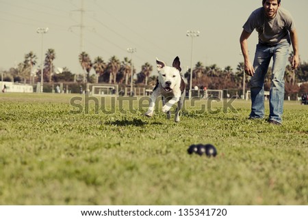 A Pit Bull dog running after its chew toy with its owner standing close by.