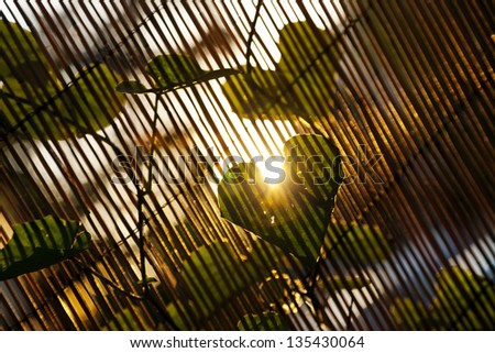 Close up at a heart shaped leaf of a climber plant on blurred bamboo fence background, which in turn casts stripes of shadow on the leaf, lit by dusk yellow sun.