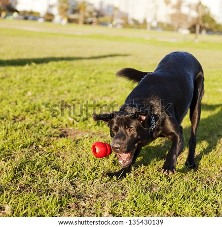 A mixed Labrador dog caught in the middle of catching a red rubber chew toy, on a sunny day at an urban park.