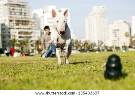 Bull Terrier dog caught in the middle of running to fetch chew toy with a large smile on its face, playing with its owner in the park.