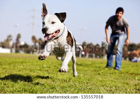 A Pit Bull dog  mid-air, running after its chew toy with its owner standing close by.