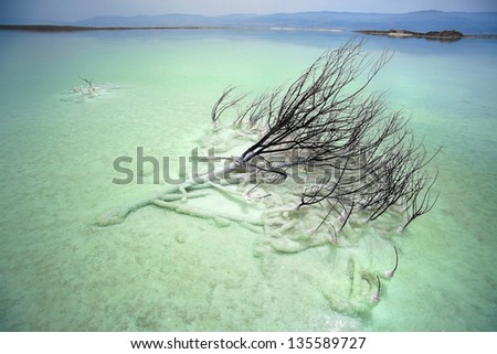 A dead bush lying covered with salt in the shallow waters of the Dead Sea, Israel. Flakes of salt can be seen floating on the water