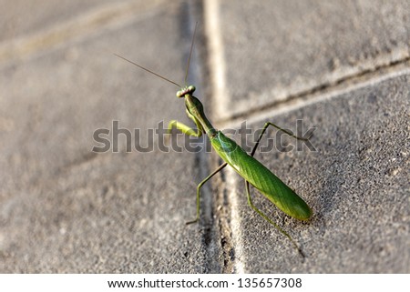 Macro shot of a Praying Mantis on a street's pavement, looking at the camera. Shallow depth of field.