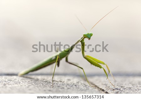 Macro shot of a Praying Mantis on a street\'s pavement, looking at the camera. Shallow depth of field.