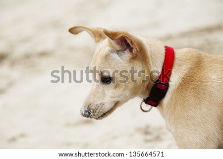 Profile portrait of a 4 months old beige female puppy wearing a red dog collar, on the blurry background of beach sand.