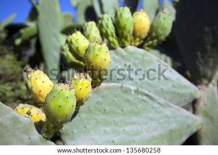 A number of prickly pear fruit (Opuntia ficus indica) attached to their cactus leaves, enjoying the sunshine.