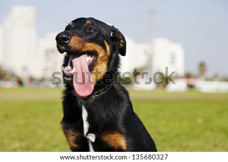 Portrait of a Beauceron and Australian Shepherd mixed breed dog sitting in an urban park, panting in an amusing manner.