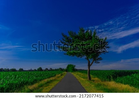 Similar – Image, Stock Photo Path between two corn fields in the evening sun