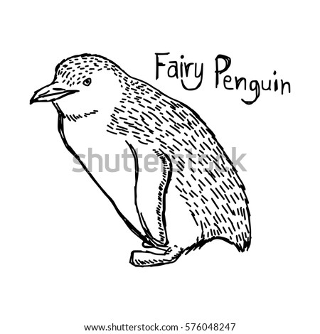 vector illustration sketch hand drawn with black lines of fairy penguin isolated on white background