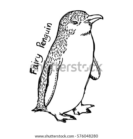 vector illustration sketch hand drawn with black lines of fairy penguin isolated on white background