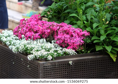 Similar – Image, Stock Photo Many pink widow flowers (Scapiose Mariposa) shine in the field