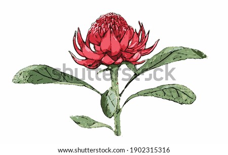 A Waratah flower in bloom on a stem. Illustration