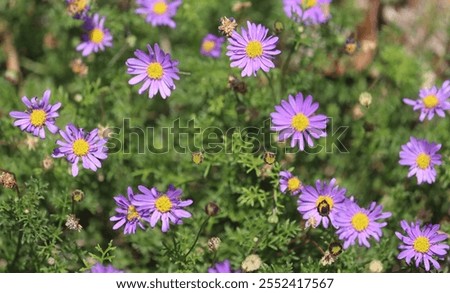 Similar – Image, Stock Photo Blue daisy, Brachyscome multifida from Australia