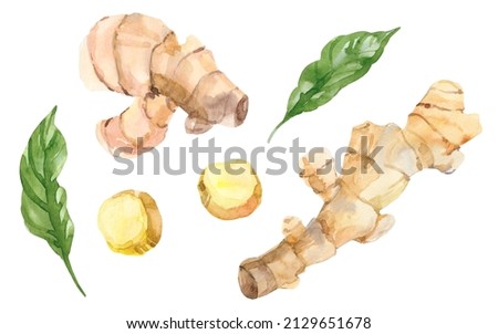 Watercolor hand painted ginger root. Watercolor hand drawn illustration isolated on white background, aromatherapy, essential oils