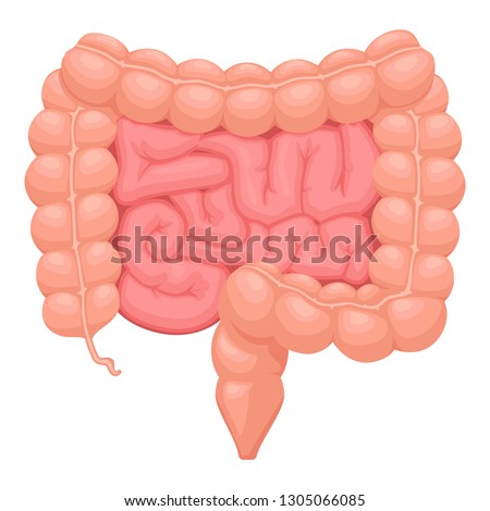 Realistic flat vector illustration of small and large intestine. Human internal organ, digestive tract. Vector illustration isolated on white background. 商業照片 © 