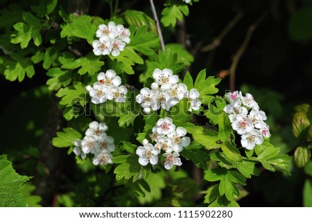 Image, Stock Photo Bush hawthorn with flowers and buds