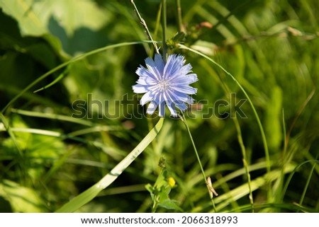 Similar – Image, Stock Photo One cichorium flower with lush vegetation and grass. This blue colored wildflower is used for alternative coffee drink. Unfocused grasshopper and green leaves of various plants at background. Summer season.