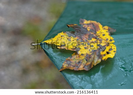 Autumn Knocking on the Door. Yellow leaf on the wet umbrella