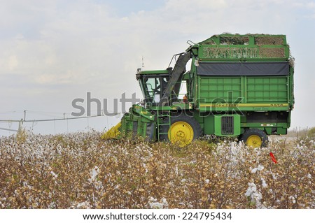 CARME YOSEF,ISRAEL-CIRCA OCTOBER 2014: At the peak of cotton harvesting