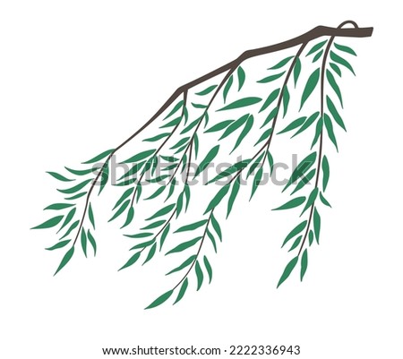 Weeping willow branch and leaves vector illustration isolated on white background. Chinoiserie design element. Wilow branch swaying in the wind. Nature illustration asian Chinese Japanese style.