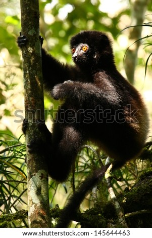 Young Milne-Edwards Sifaka relaxing in the patchy sunlight of the rain forests of Ranomafana National Park