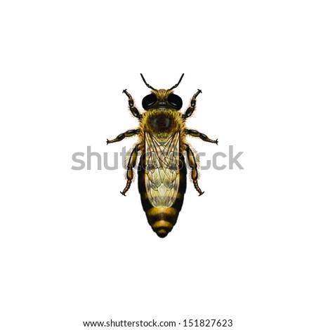 Western Honey Bee or European Honey Bee queen (Apis mellifera) belongs to the Apidae family.