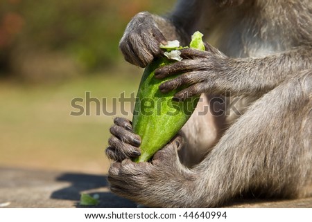A monkey eating a cucumber with all four hands.