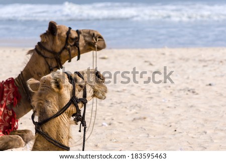 Two camels resting on the ocean shore.