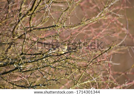 Similar – Image, Stock Photo Yellowhammer searching for food on the forest floor