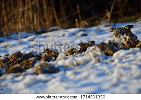 Similar – Image, Stock Photo Yellowhammer searching for food on the forest floor