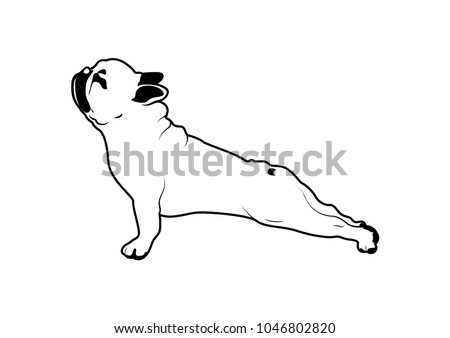 Cute French Bulldog Yoga Exercise in Black and White. A charming black and white vector depiction of a French Bulldog engaged in yoga exercises.