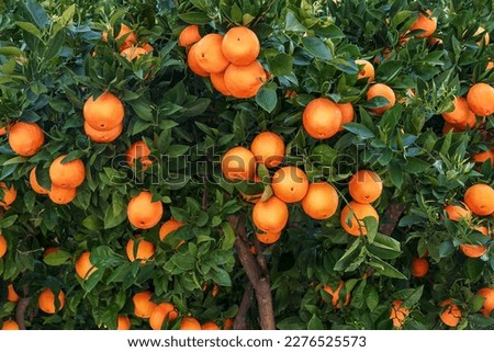 Similar – Image, Stock Photo Oranges on a tree