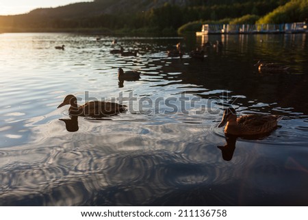 forest lake with waterfowl
