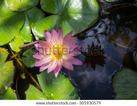 Yellow Lotus flower