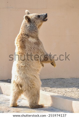 standing grizzly bear