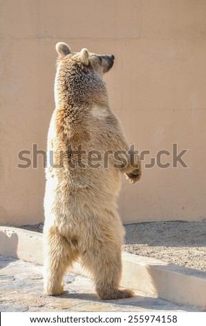 standing grizzly bear