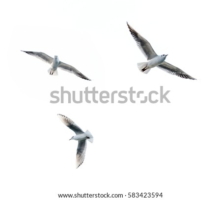 Flying seagull and grey clouds