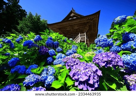 Similar – Foto Bild blühende Japanische Berghortensie