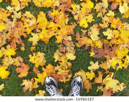 Hiking shoes on yellow maple leaves background. Autumn time. Nature and human.