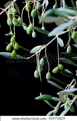 Olives hanging from an olive tree, Italy