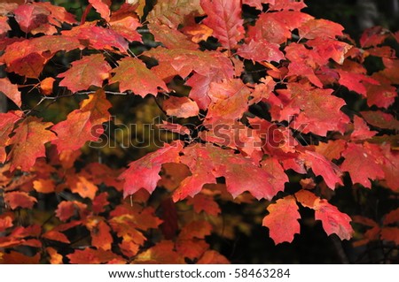 Natural background: Autumn red oak leaves in forest. Algonquin Park, Ontario, Canada