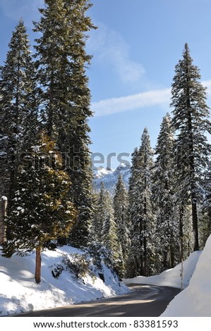 Winter road in forest covered by snow. Sequoia National Park in California, USA